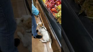 Ares trained for grocery shopping