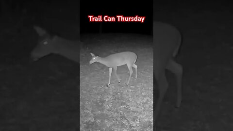 Excitable Deer - On Trail Dam Thursday #deer #prepperboss