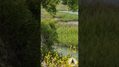 Peaceful Waterway Channel with Yellow and Pink Flowers