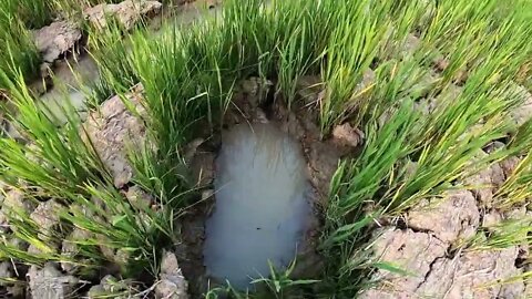 Unbelievable Fishing At Rice Fields