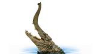 New Ancient Croc Species