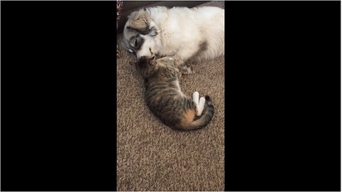 Overly-affectionate cat wins heart of every dog she meets