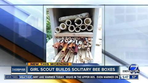 Girl Scout builds solitary bee boxes