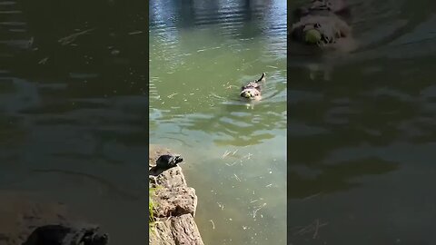 My dog swims with turtles. #shorts #dogsdoingthings #happytogether #turtles #swimming