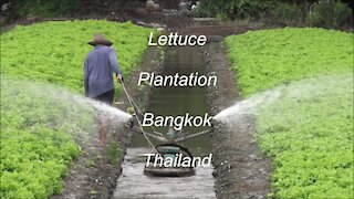 Lettuce Plantation in Bangkok, Thailand