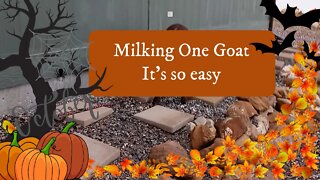 Milking One Goat ~ It's so easy.