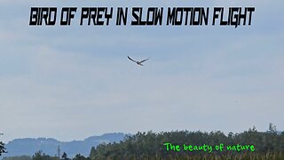 A bird of prey descending in slow motion / Beautiful bird of prey in hunting flight.