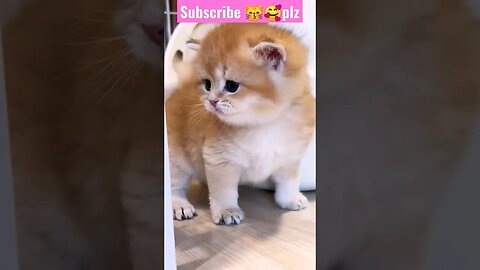 So Cute Cat! in Home || 🥰😽🐱|| #shortsfeed #youtubepets #catvideos