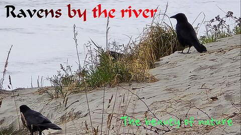 Ravens by the river / beautiful black birds by the water.