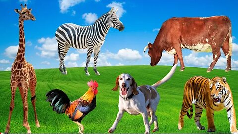Unique Animal Colors - Tiger, Zebra, Giraffe, Chicken, Cow - Animal Moments