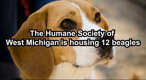 The Humane Society of West Michigan is housing 12 beagles