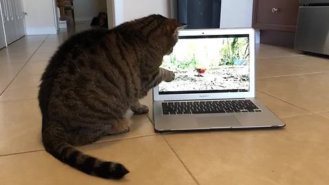 Cat attempts to catch birds seen on laptop