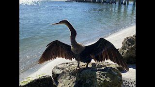 Snakebird drying its feathers