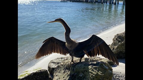 Snakebird drying its feathers