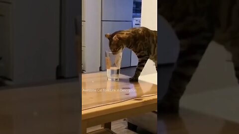 #funny 🤣Funny Cat Fails _ Try Not To Laugh #shorts