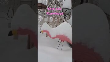 Flamingos caught in South Dakota Blizzard