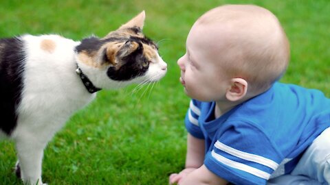 Cats Meeting Babies for the FIRST Time compilation babies cute babies kitten love babies meeting cat