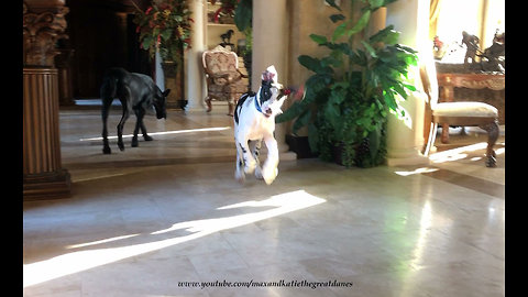 Bouncing Great Dane Puppy Goes in Search of Cat