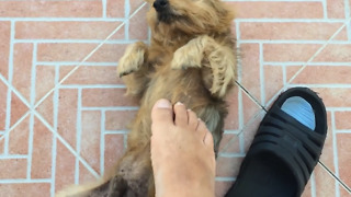 Dog loves to be scratched by owner's foot