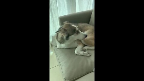 It's crystal clear just how guilty this husky is