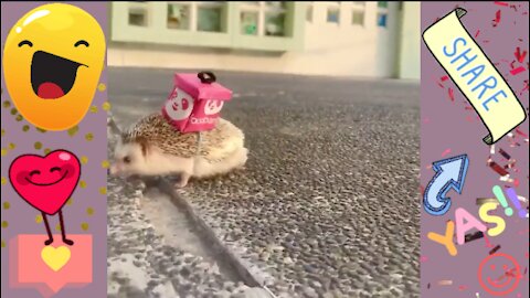 ❤ Cute HEDGEHOG out for DELIVERY 🦔 #short #shortvideo
