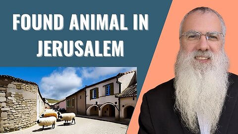 Mishna Shekalim Chapter 7 Mishnah 4. Found animal in Jerusalem