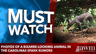 Photos of a bizarre-looking animal in the Carolinas spark rumors
