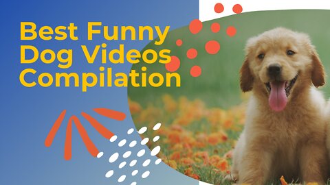 Best Funny Dog Videos Compilation