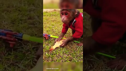 Monkey With Fish #funny #reels #funnyvideo #shortvideo #shortsfeed #viral #comedy #monkey #shorts