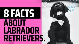 Eight interesting Facts about Labrador Retrievers
