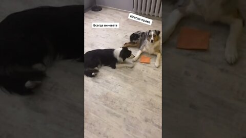 #shorts Смешные Собаки Из Тик Тока 110 Funny Dogs From Tiktok