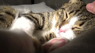 Purring Cat Covers His Nose with His Paws