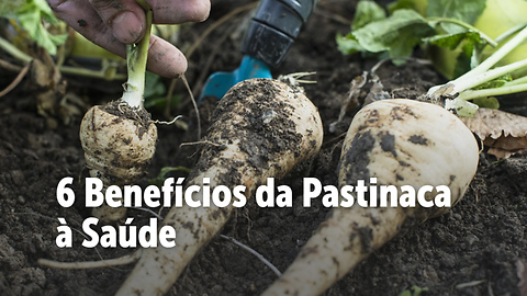 Conheça os Benefícios da Pastinaca à Saúde