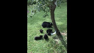 Bear and Cubs Fill Up on Fallen Apples