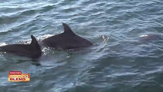 Wild Dolphin Cruise | Morning Blend