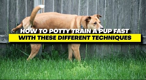 How To Potty Train A Puppy Fast & Easy!