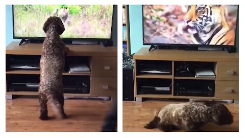 Dog scared of tiger in a TV