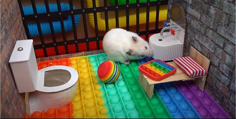 🐹 Hamster vs Pop It maze for pets 🐹 Escape in real life