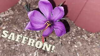 Saffron Flowers!