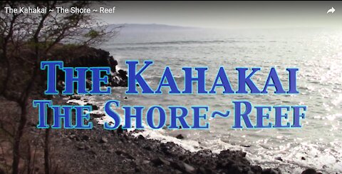The Kahakai ~ The Reef