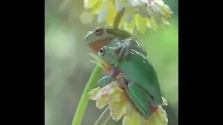 Together in the rain 🐸🐸🌧️