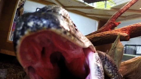 A Curious Giant Lizard Tries To Eat A GoPro Camera
