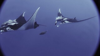 Friendly Manta Rays swim with scuba divers off Socorro Island