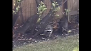 raccoons in my backyard