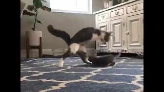 Legless cat plays with kitten