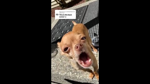 new viral trending dog song