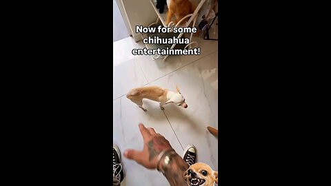 chihuahua entertainment