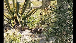 Two Gopher Tortoises Clash Winner Stares Down Human