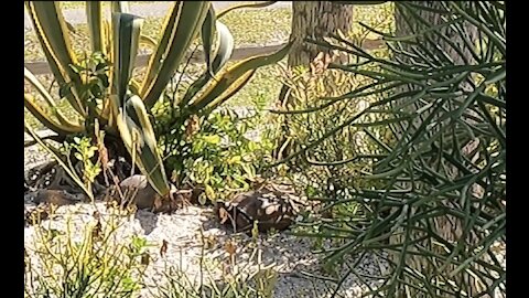 Two Gopher Tortoises Clash Winner Stares Down Human