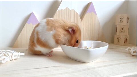 Cute Hamster | Hamster Cage journey